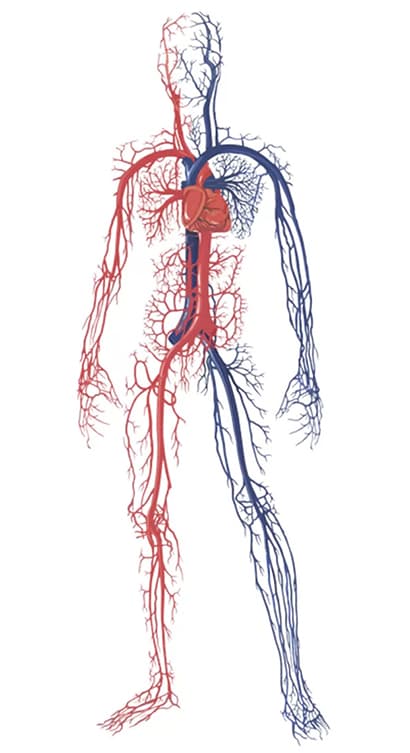 angiologista